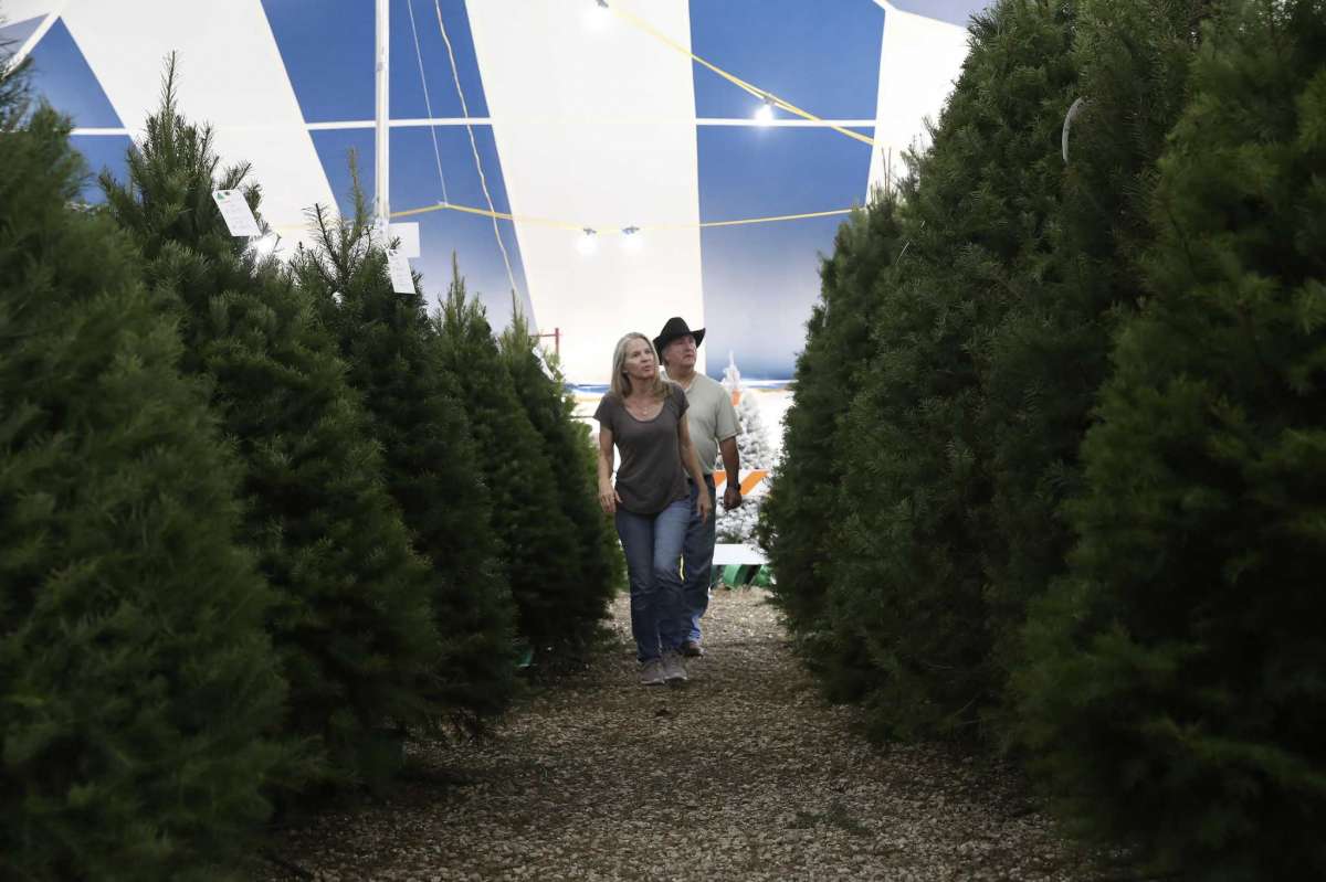 Cline and Maureen White, of Helotes, shop for a tree at Holiday Hills Christmas Trees on Bandera Road on Wednesday, Dec. 15, 2021. Bad weather and supply chain issues have led to a shortage of Christmas trees this year.