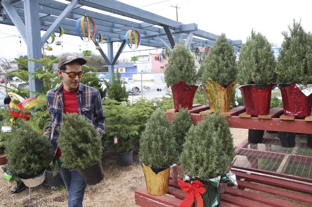 Nursery man Devin Mendoza arranges rosemary plants at Evergreen Garden Center on West Hildebrand Avenue on Wednesday, Dec. 15, 2021.