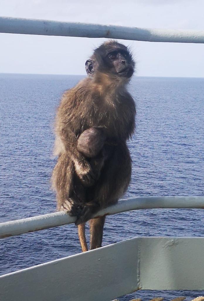 Officials at Grand Turk Island in the Atlantic refused to let the tanker dock with monkeys on board
