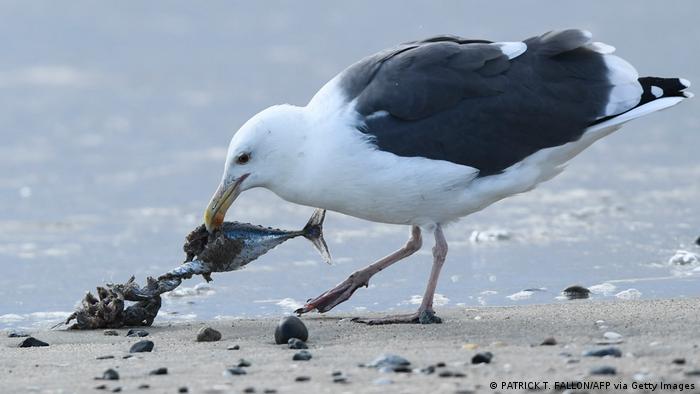 A sea gull eating a fish on a beach
