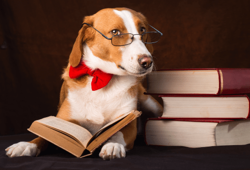 Dog in bow tie