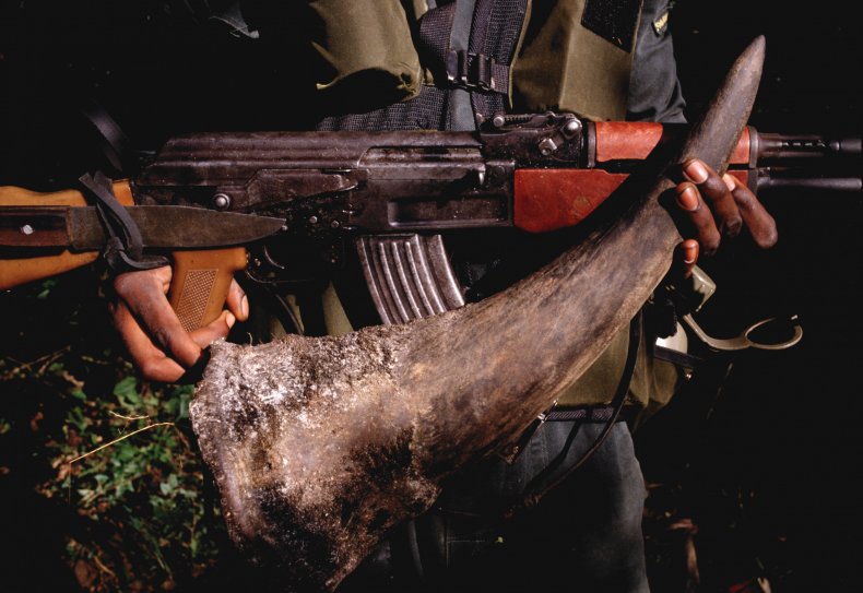 south africa rhino horn smuggler chocolates