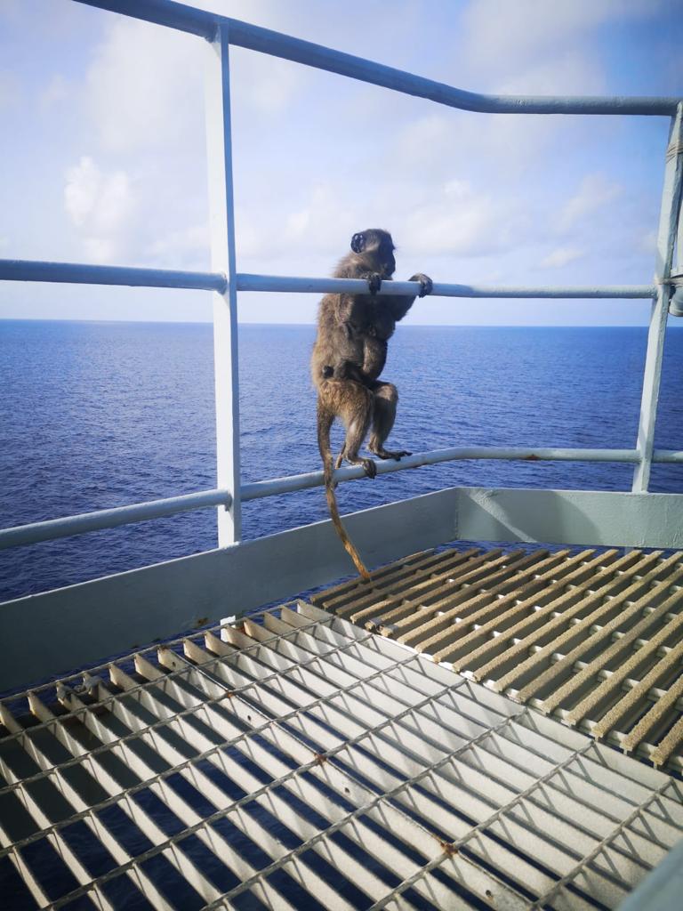 The green monkeys snuck aboard supply ship RFA Wave Knight at Bridgetown, Barbados