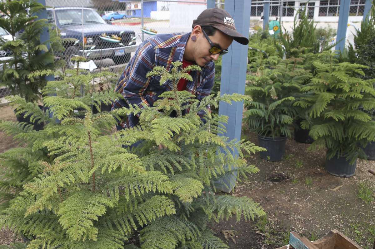 Nursery man Devin Mendoza arranges Norfolk Island pines at Evergreen Garden Center on West Hildebrand Avenue on Wednesday, Dec. 15, 2021. The area usually houses Christmas trees for the season, but bad weather and supply chain issues have led to a shortage of Christmas trees this year. The nursery is selling live trees as an option.