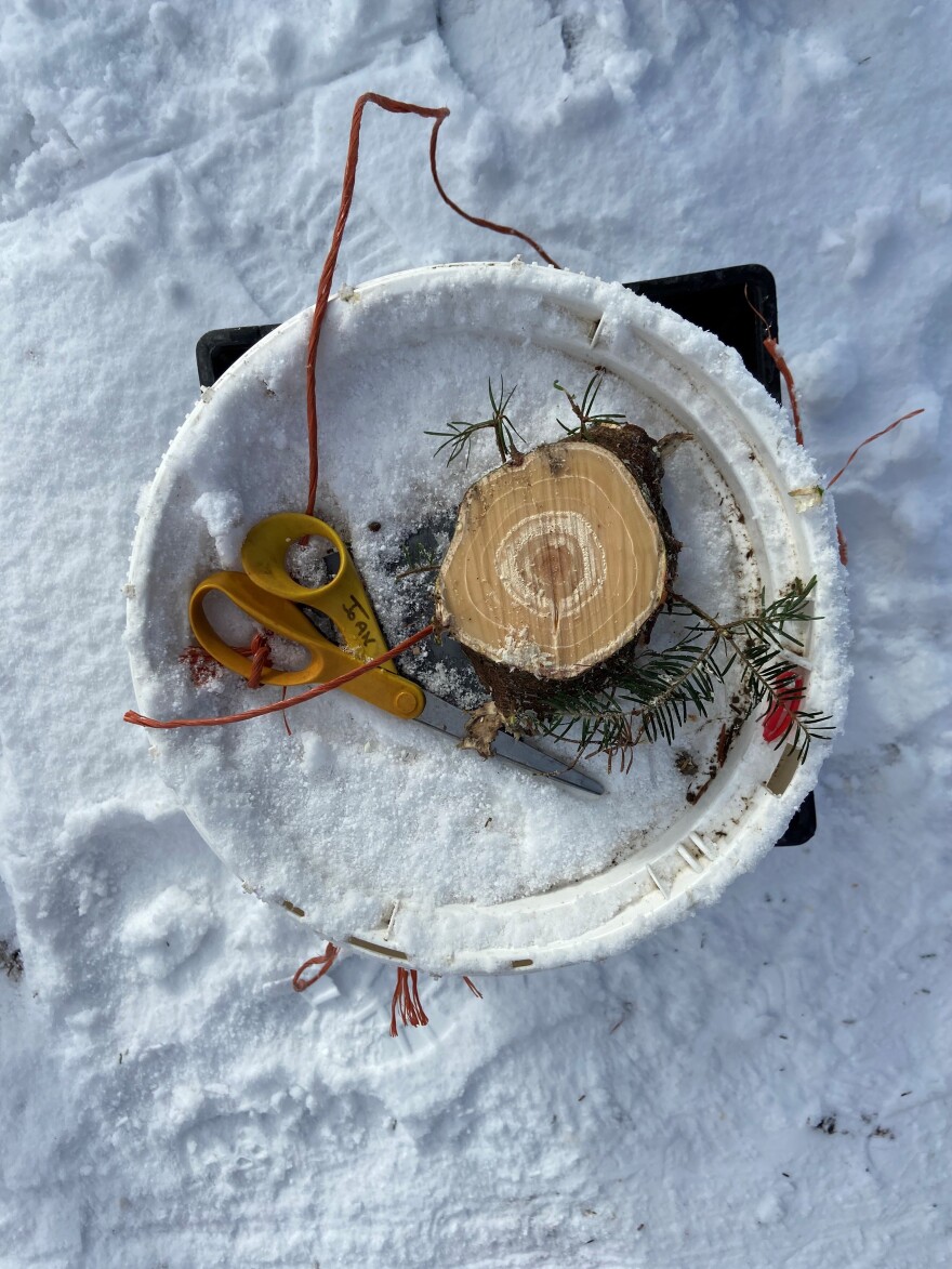 Tree stump and scissors