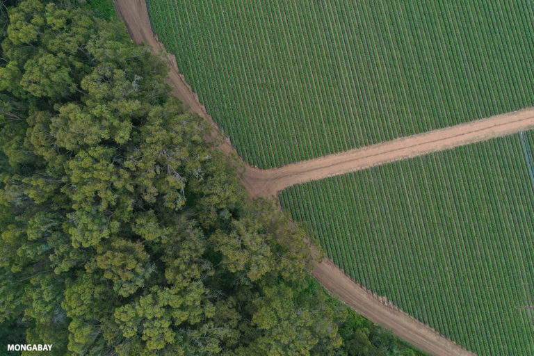 Agriculture in California. Photo credit: Rhett A. Butler
