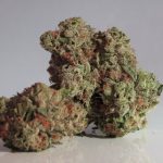 5 Best CBD Shops in Detroit You Should Try 2 cannabis buds