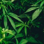5 Best CBD Shops in Detroit You Should Try 3 cannabis plant