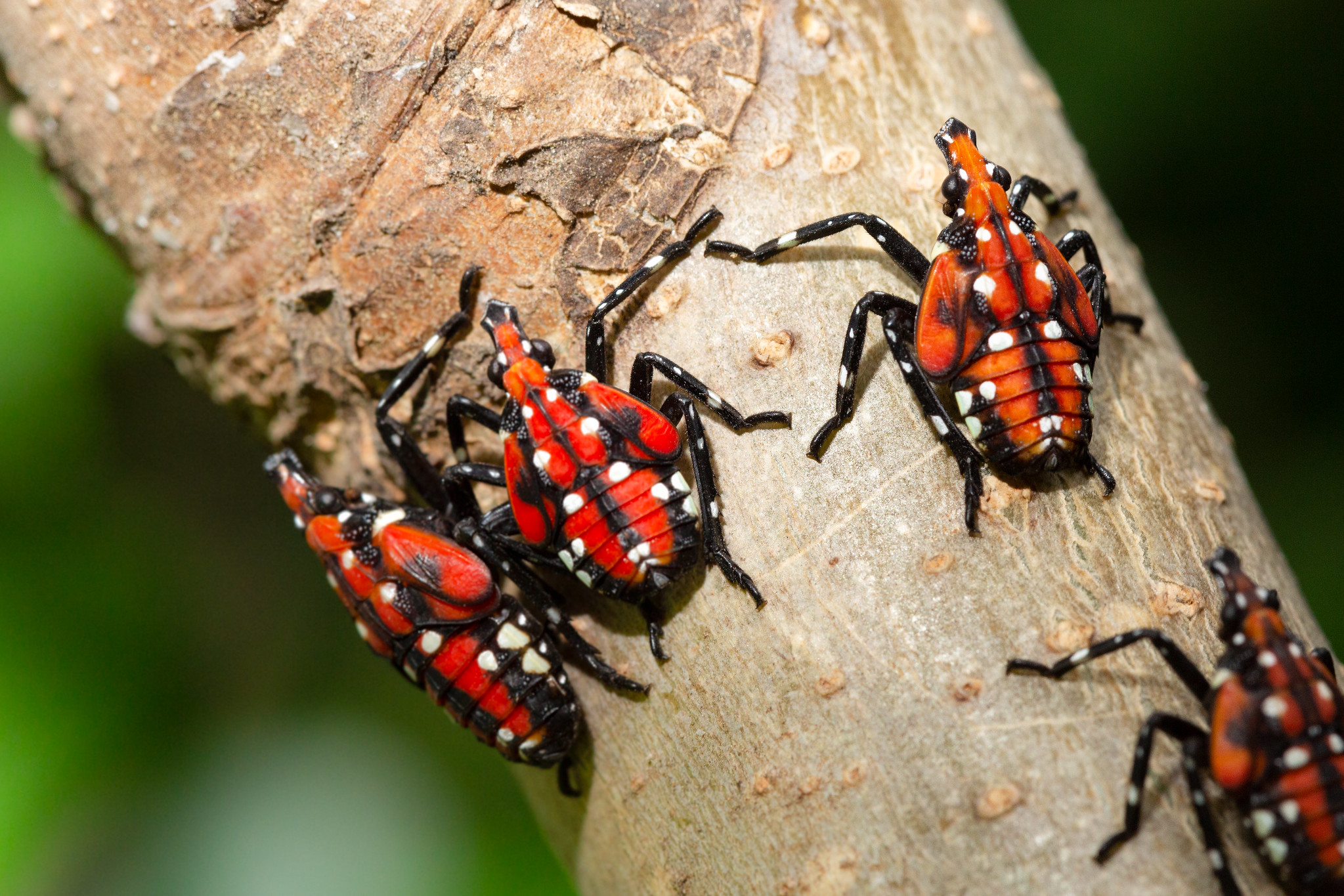 Spotted lanternflies