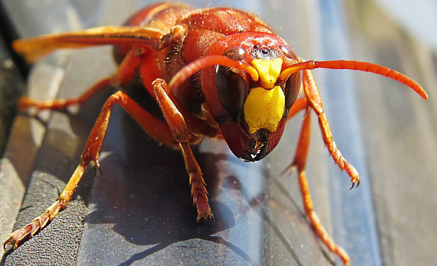 Guess how the "murder hornet" came to the United States?