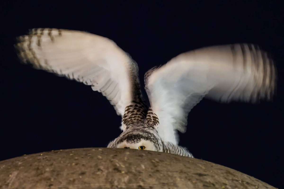A snowy owl flaps its wings atop the large marble orb of the Christopher Columbus Memorial Fountain at the entrance to Union Station in Washington, Saturday, Jan. 15, 2022. Far from its summer breeding grounds in Canada, the snowy owl was first seen on January 3, the day a winter storm dumped eight inches of snow on the city.