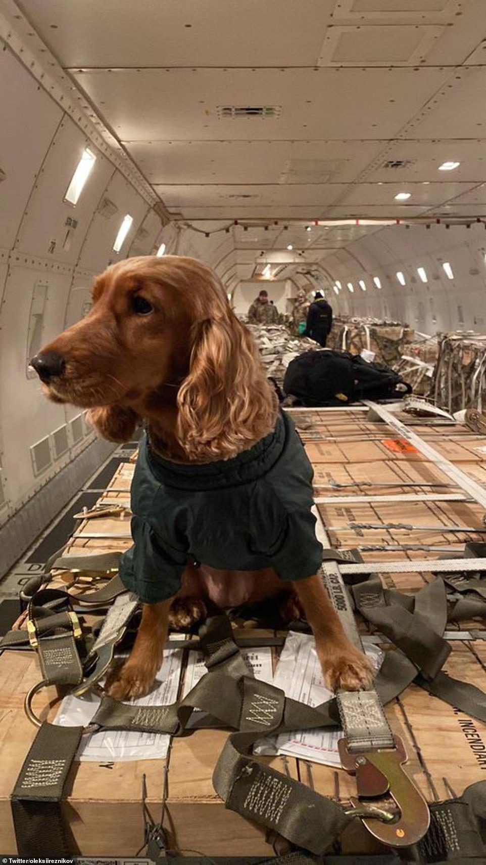 Ukraine's Defense Minister Oleksii Reznikov also tweeted on Sunday a picture of a dog sitting on crates of what is presumably equipment being sent to Ukraine from the US