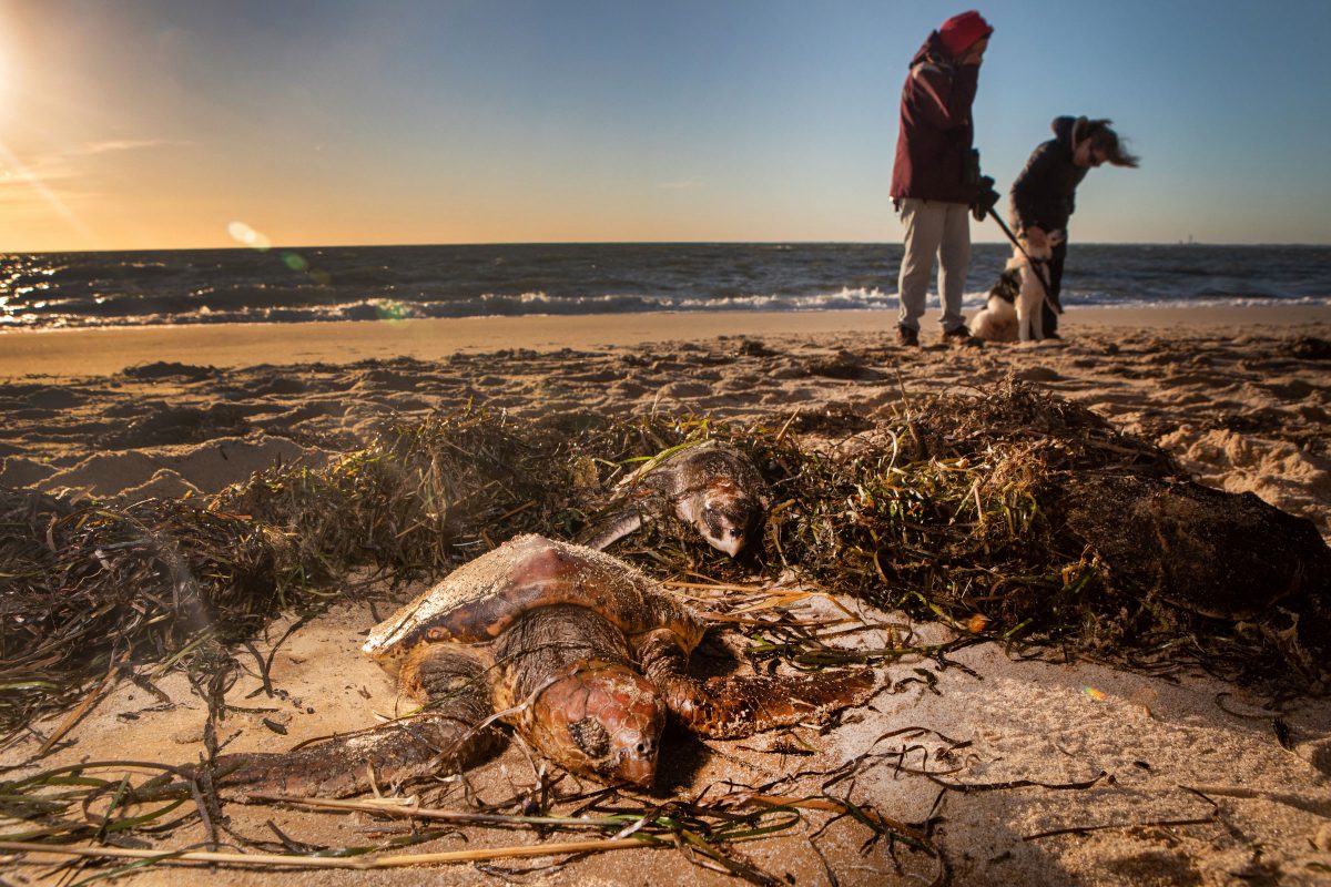 Locals stand watch over four stranded sea turtles on Great Hallow Beach on Cape Cod in November.