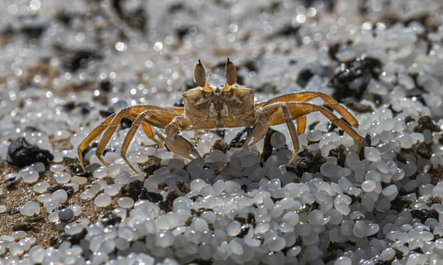 A crab roams on a beach polluted with nurdles washed ashore from the X-Press Pearl anchored off Colombo