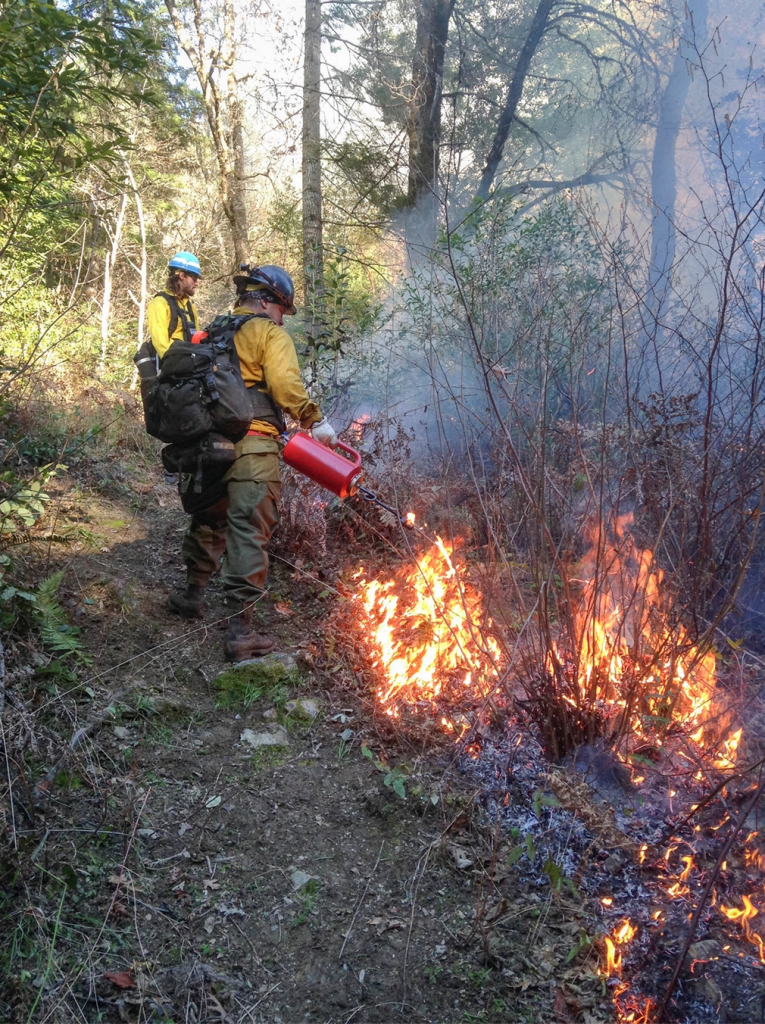 Traditional tribal fire treatments can increase the production of high-quality raw materials for baskets while reducing the danger of uncontrolled wildfires.