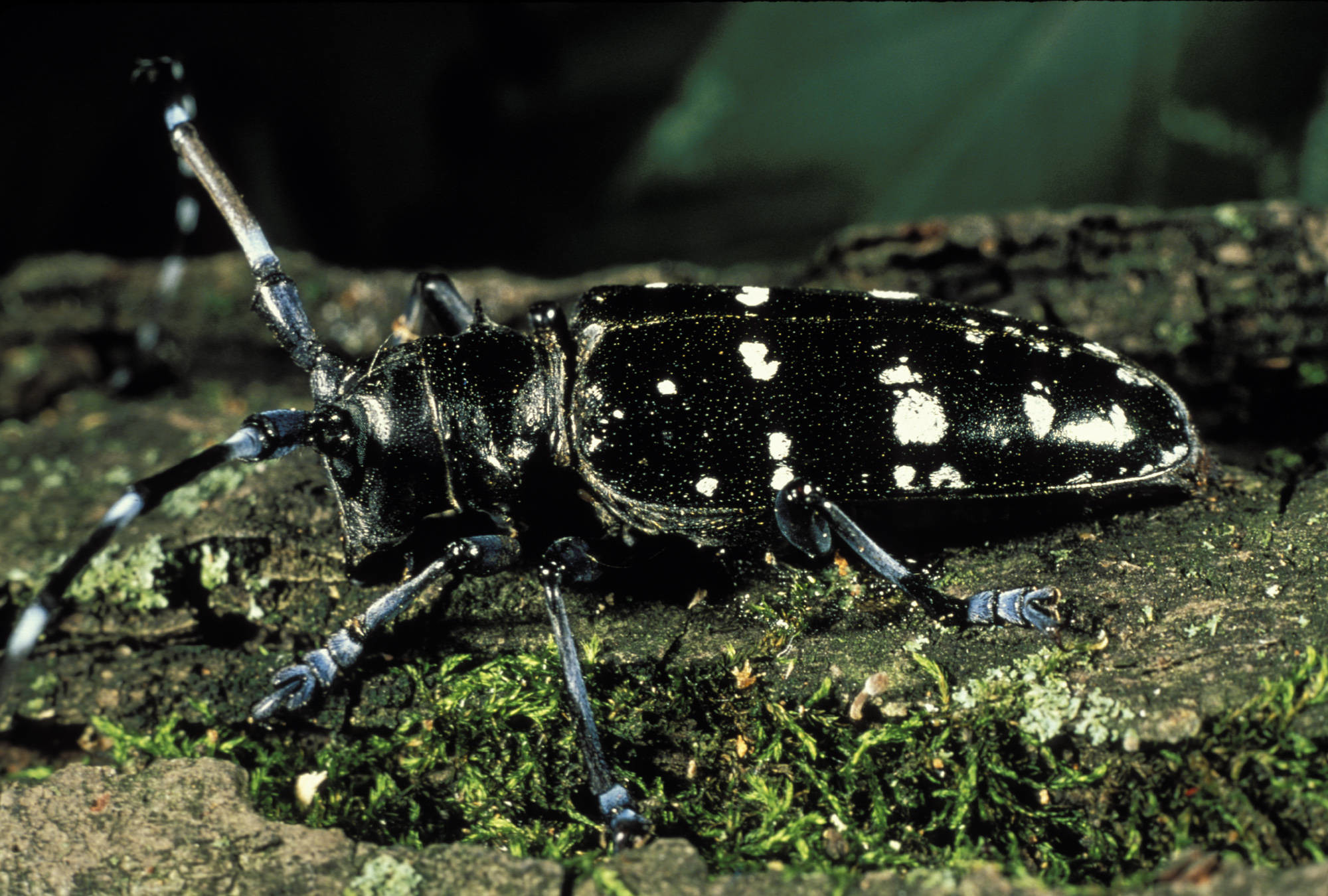 Asian longhorn beetle