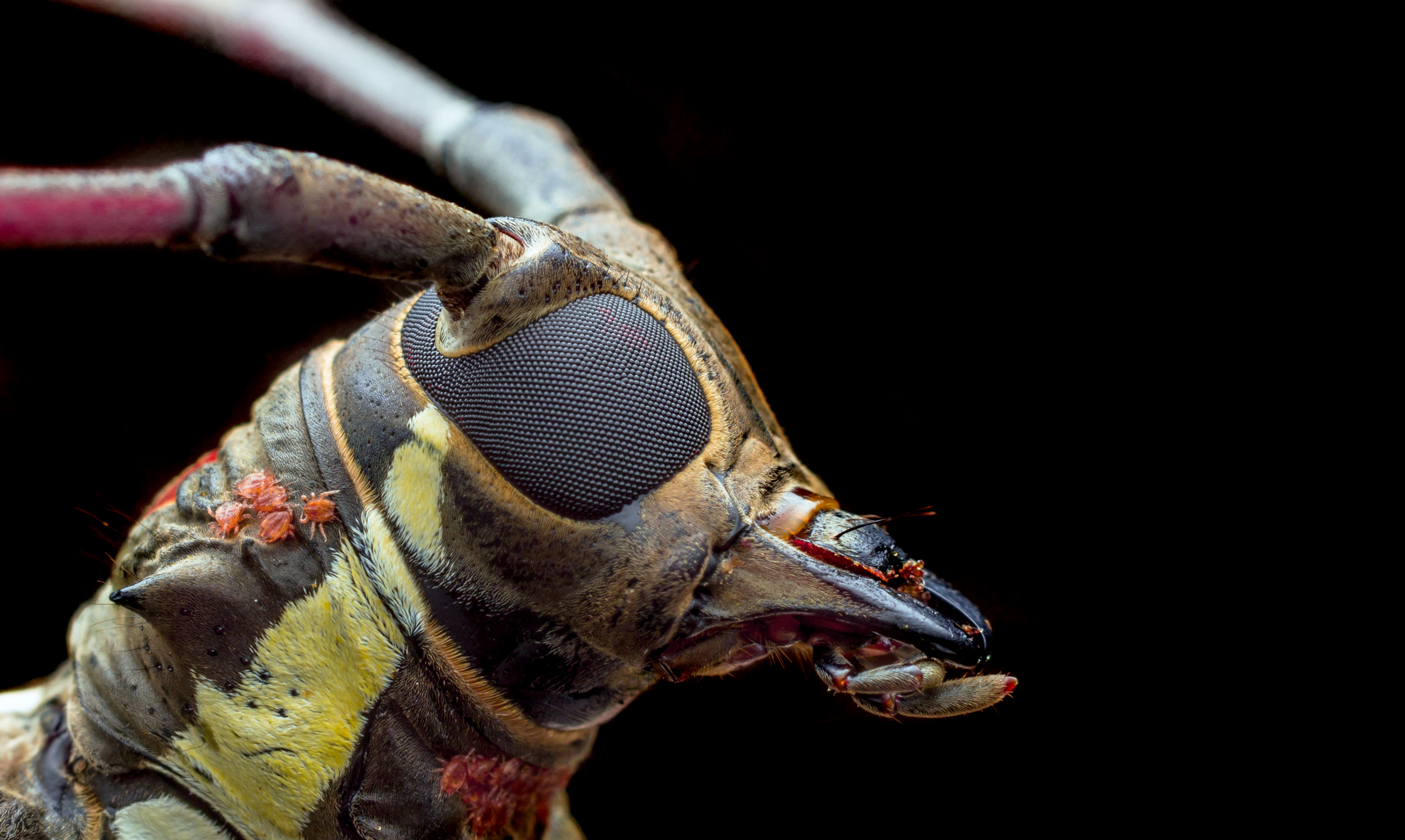 Asian longhorned beetle (Credit: Zety Akhzar)