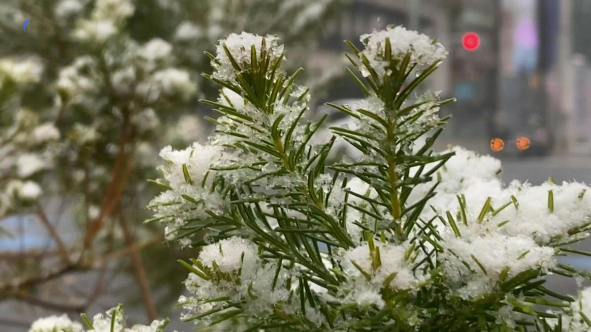 First snow of 2022 in Tokyo