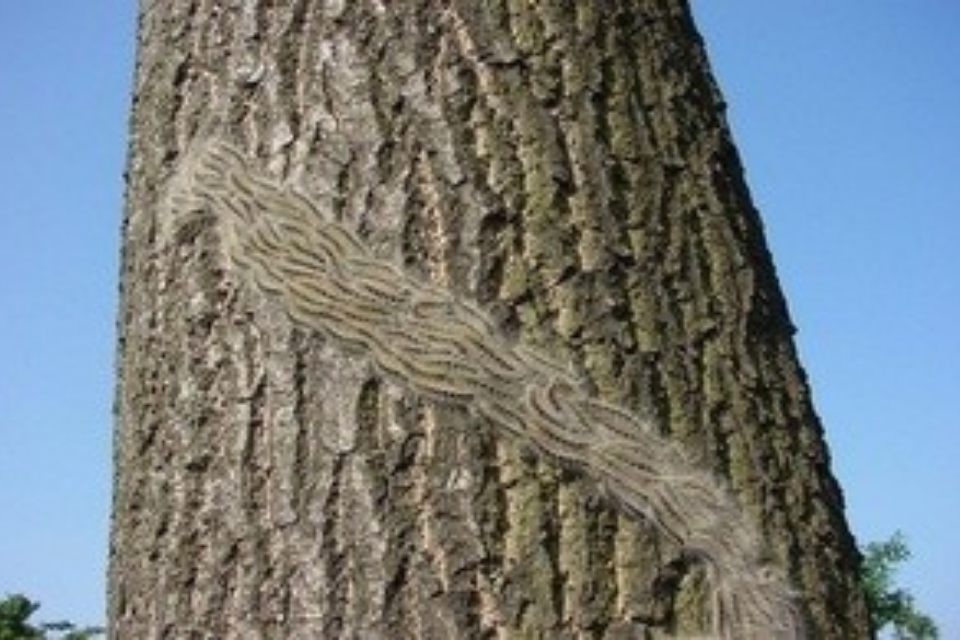 Oak processionary moth caterpillars processing up an oak tree trunk