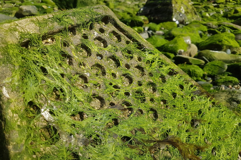 A small, trial eco-block, 9 months after being deployed, covered in slimy seaweed