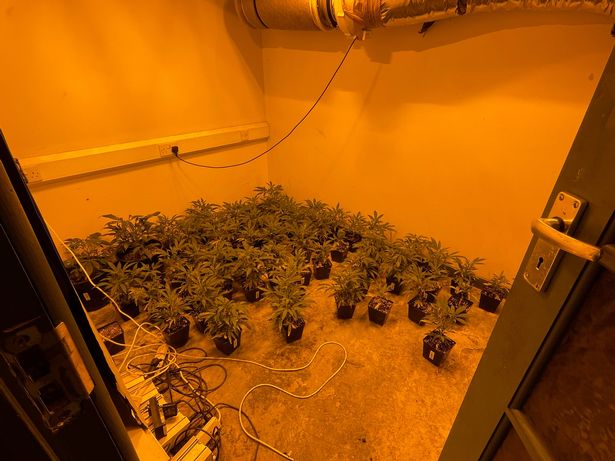 Officers discovered more than 100 cannabis plants at the drugs farm that had potential for 'industrial scale' use