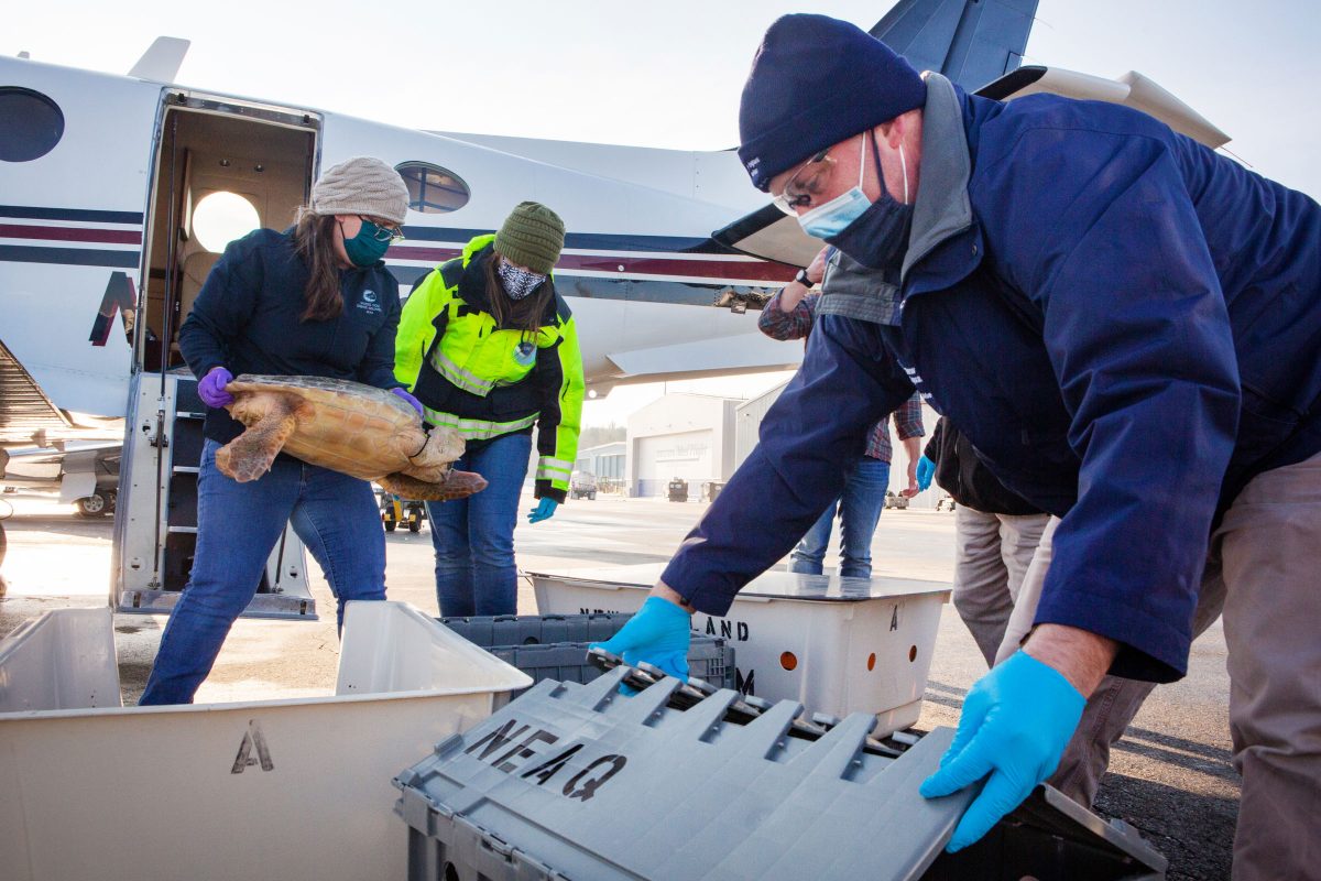 Workers load rescued sea turtles into containers before their flight to a rehabilitation center. 