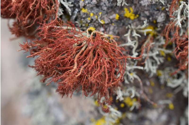Lichen containing the Trebouxia algae studied in this paper. Credit: (c) Matt Nelsen, Field Museum Lichens are in danger of losing the evolutionary race with climate change