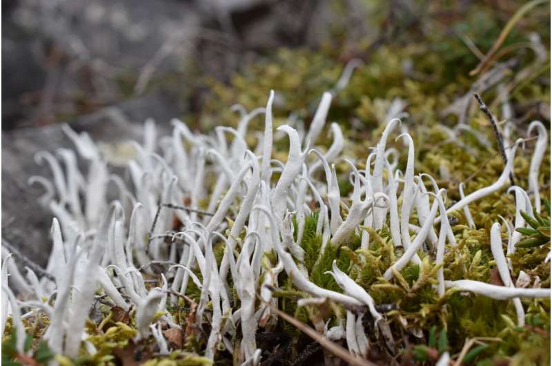 Lichen containing the Trebouxia algae studied in this paper. Credit: (c) Matt Nelsen, Field Museum Lichens are in danger of losing the evolutionary race with climate change
