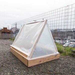 tomato tent cold frame
