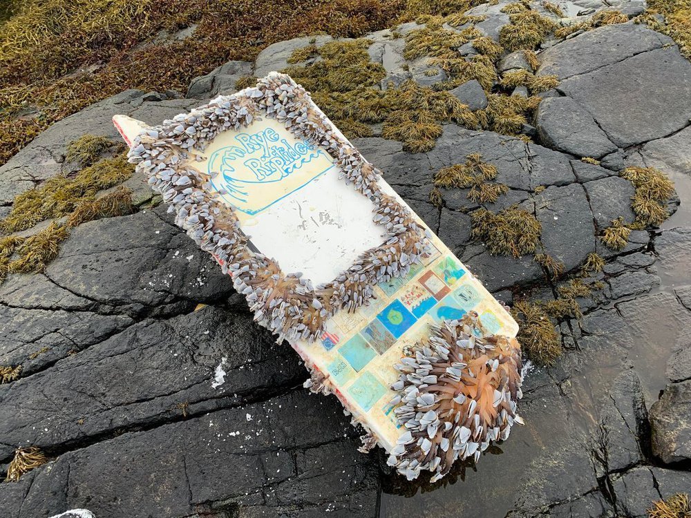 Rye Riptides with barnacles