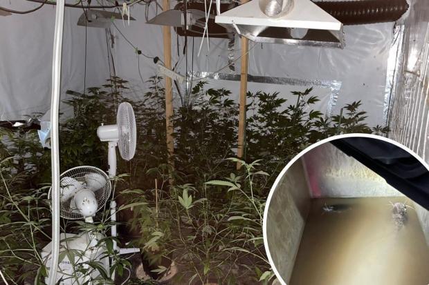 A cannabis factory and nine cat fish were uncovered in Plumstead High Street