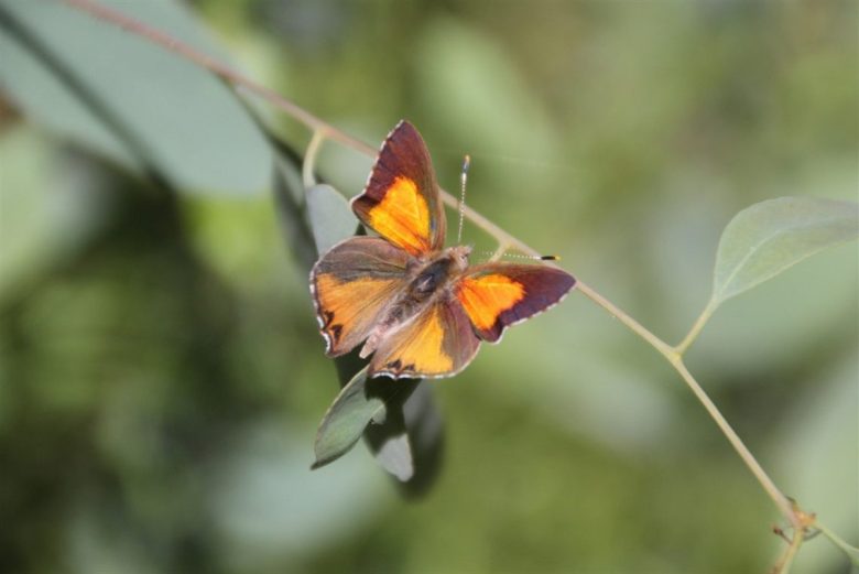 Castlemaine is home to the endangered Eltham copper butterfly. Image: Nillumbik Shire Council.