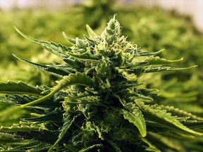 Cannabis plants at the Sundial Growers production facility in Olds on March 27, 2019.