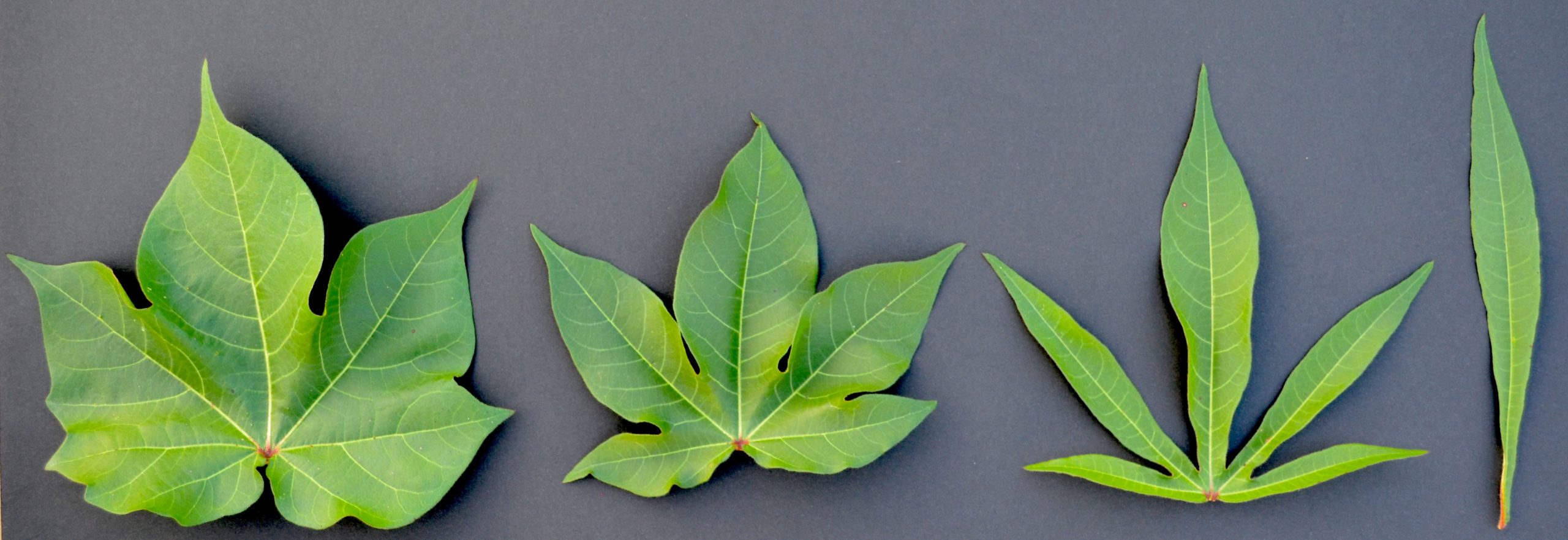 four upland cotton variety leaf shapes