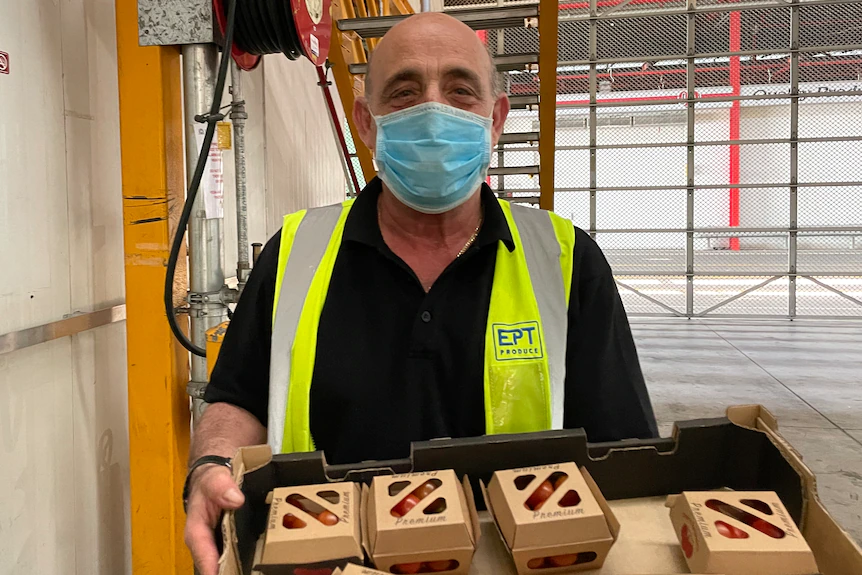 Man holding tomato punnets made of cardboard.