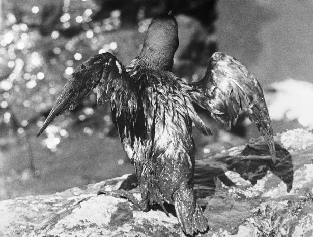 One of the thousands of birds grounded by a thick oil coating from the wrecked Torrey Canyon's cargo