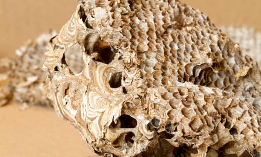 The top of the nest and cells.