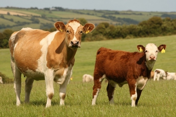 Meat-giant-seizes-on-tech-to-boost-product-yield