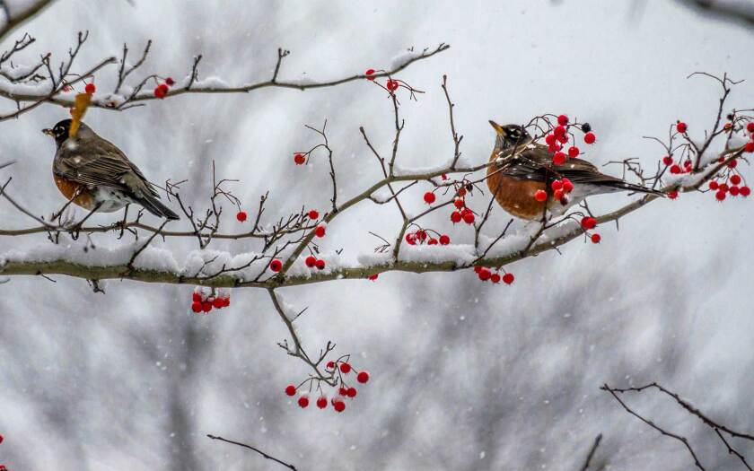 032722-robins-berries-shutterstock.jpg