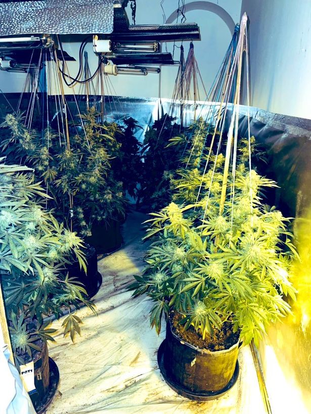 Cannabis seized from the scene