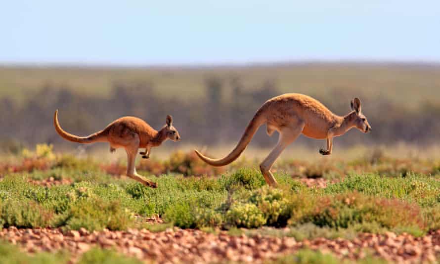 Red Kangaroos in Sturt national park, New South Wales, Australia.