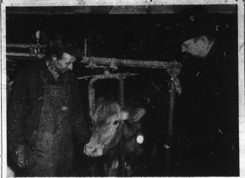040822.N.ST.Past.Cow.jpg