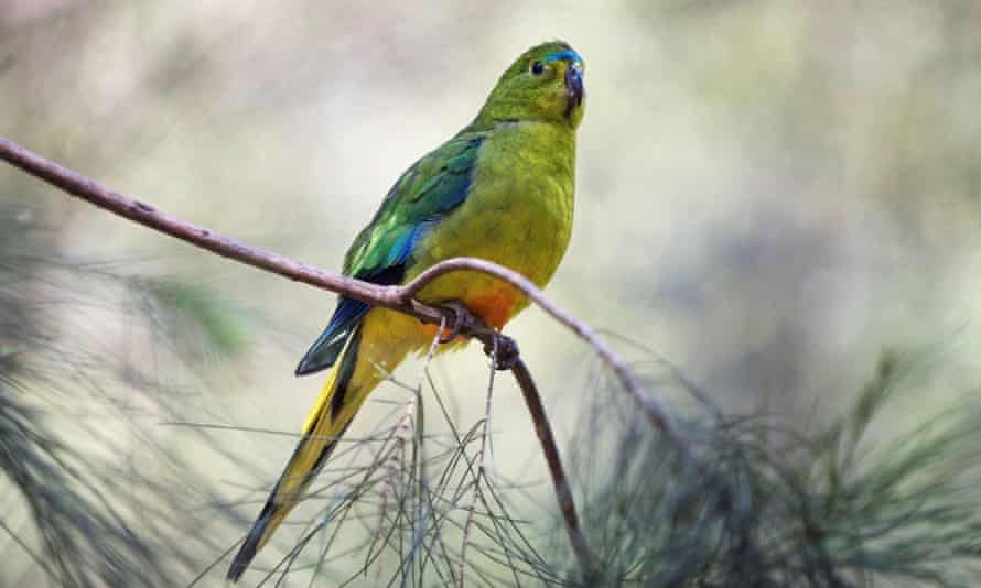 orange-bellied parrot