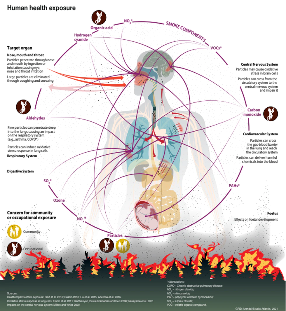 Smoke particulate exposure pathways and impacts. Smoke exposure is most commonly measured from...