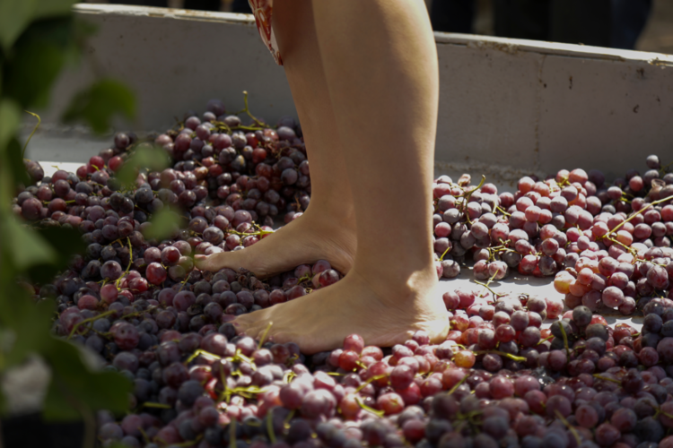 stomping on grapes