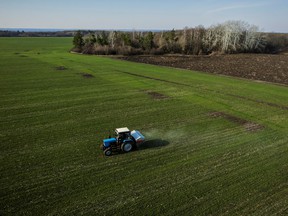A farmer spreads fertilizer on a wheat field in Ukraine in April.