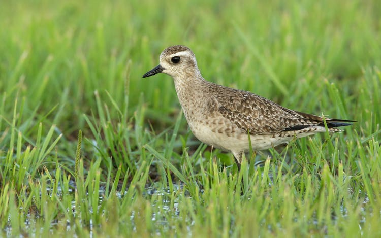 Following up on Tesla's promise for an ecological paradise