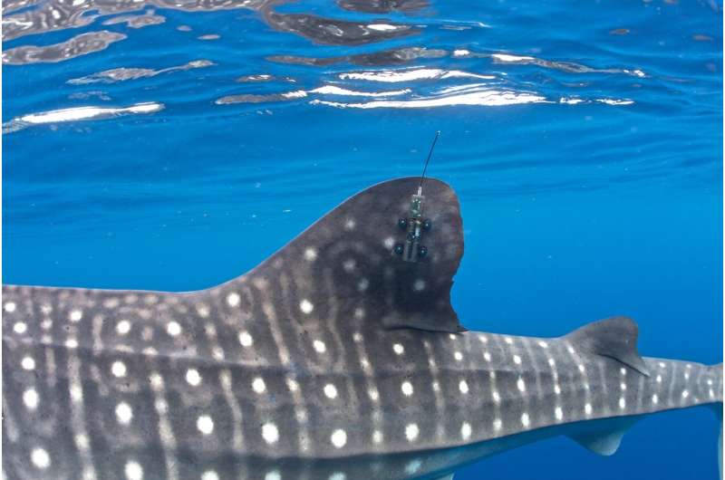 Whale Shark with tracker. Credit: Mark Erdmann Shipping poses significant threat to the endangered whale shark