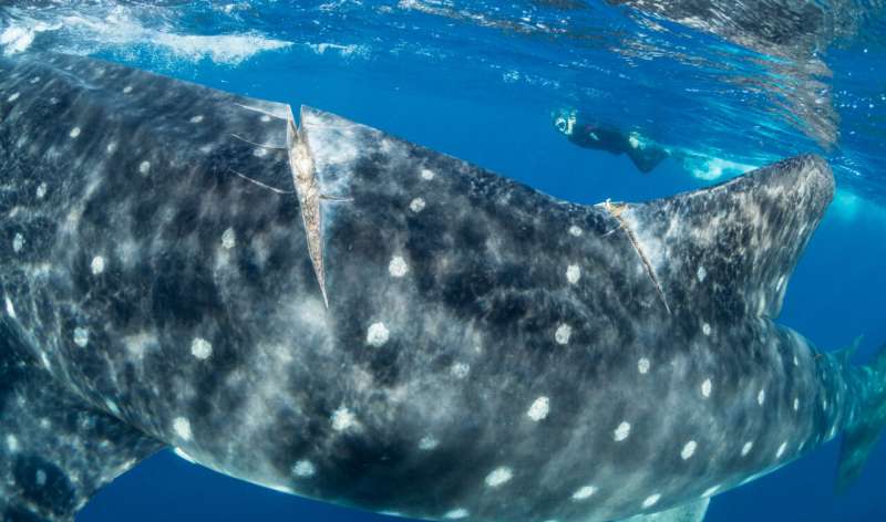Whale Shark injury. Credit: Simon Pierce Shipping poses significant threat to the endangered whale shark