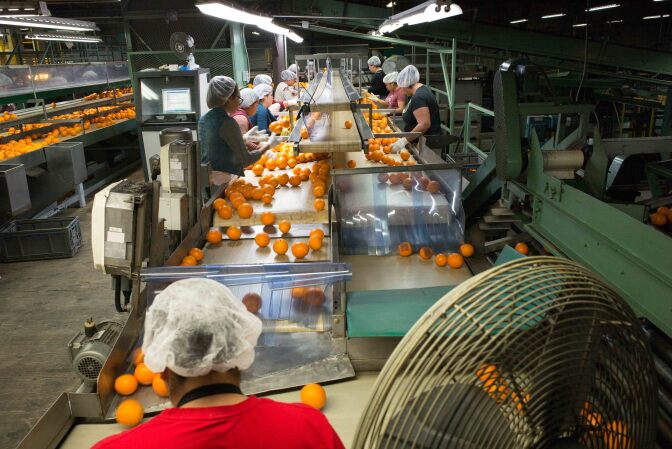 Workers sort and pack oranges.